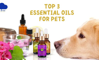 Which Essential Oil Is Good For Pet?