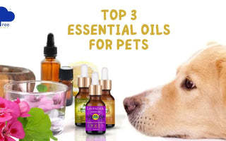 Which Essential Oil Is Good For Pet?