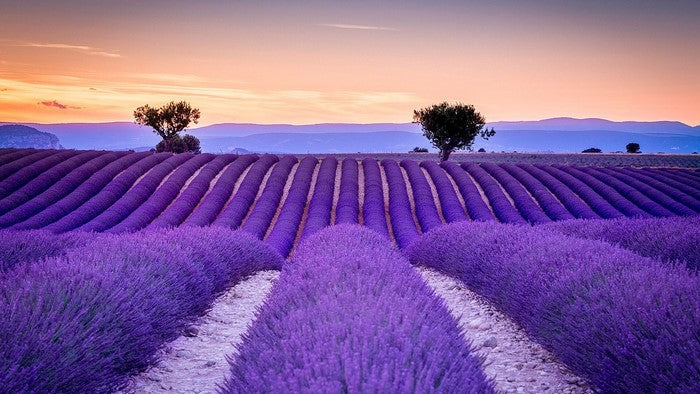 Lavender