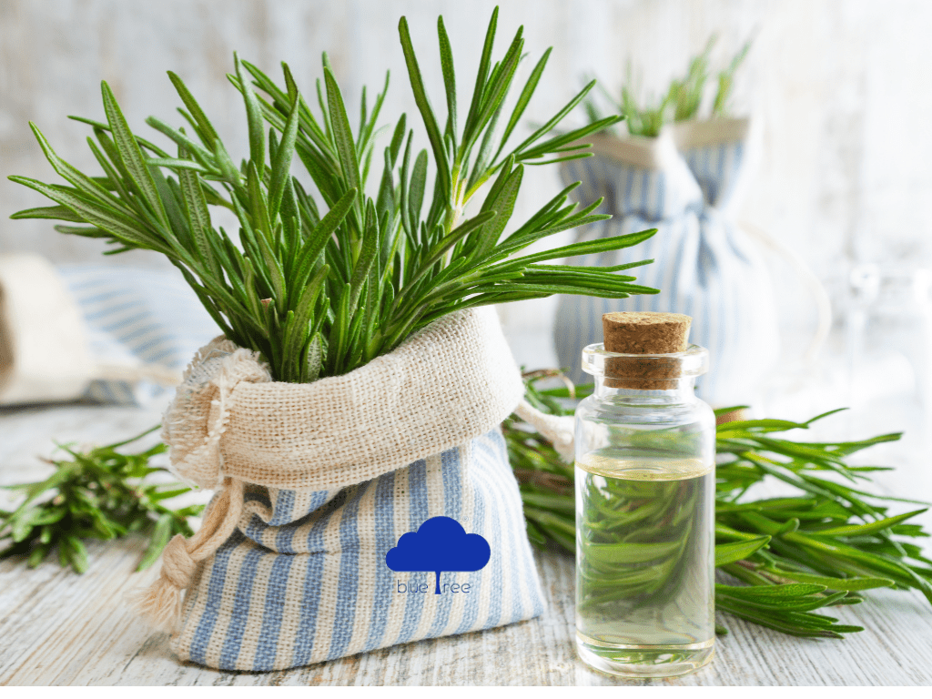 Rosemary oil