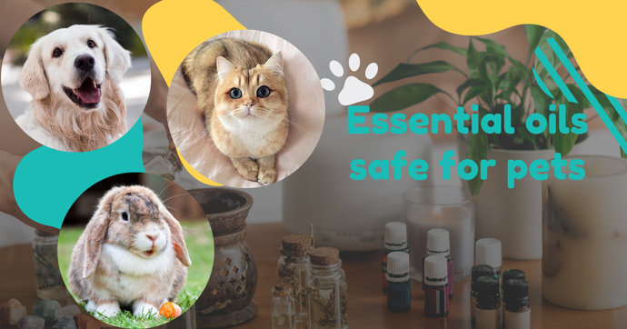 Essential oils safe for pets