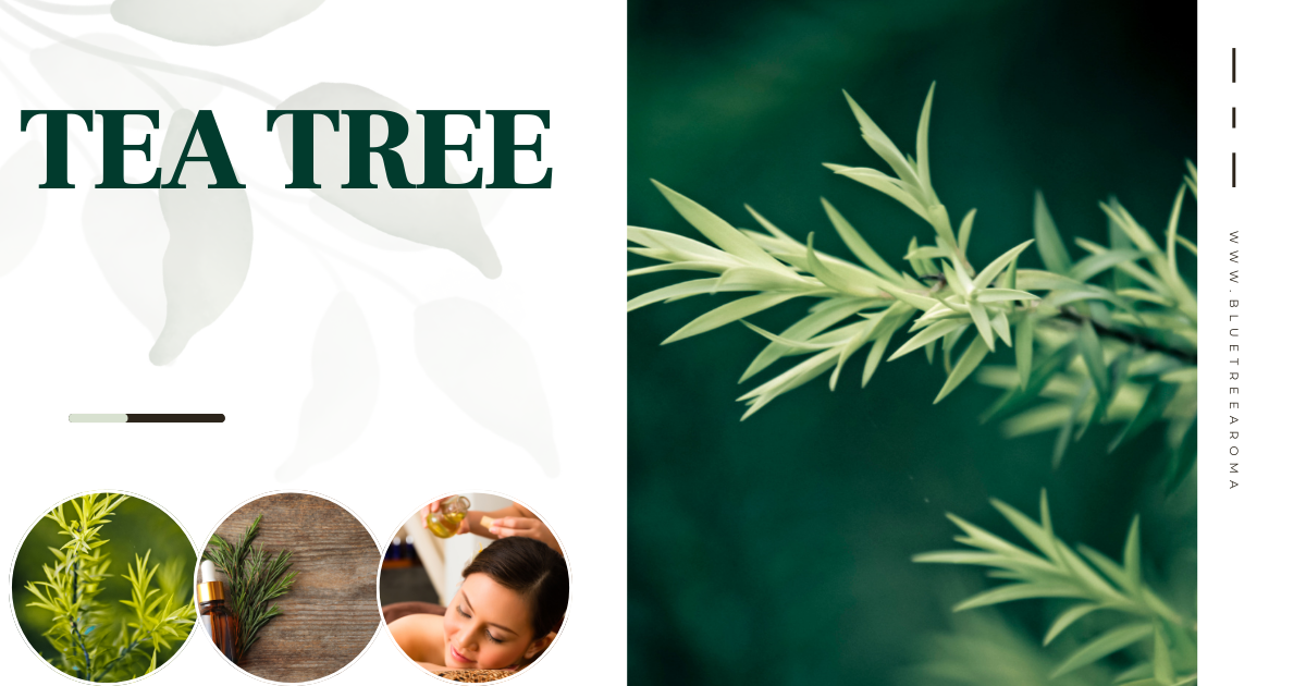 Tea tree