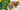 Is peppermint oil is safe for dogs
