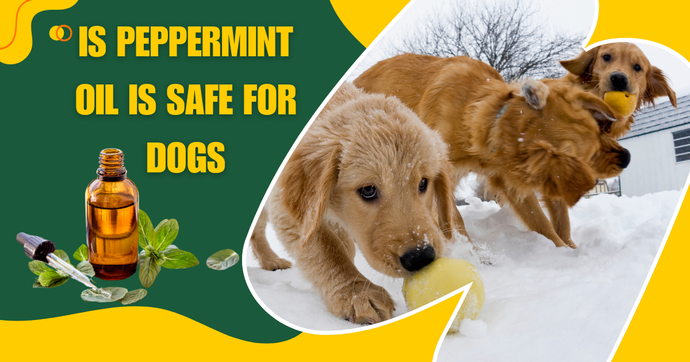 Is peppermint oil is safe for dogs