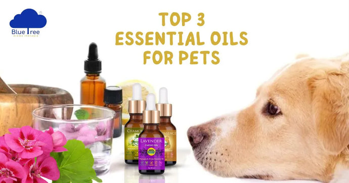 Which Essential Oil Is Good For Pet?