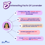 Lavender Kashmir Essential Oil