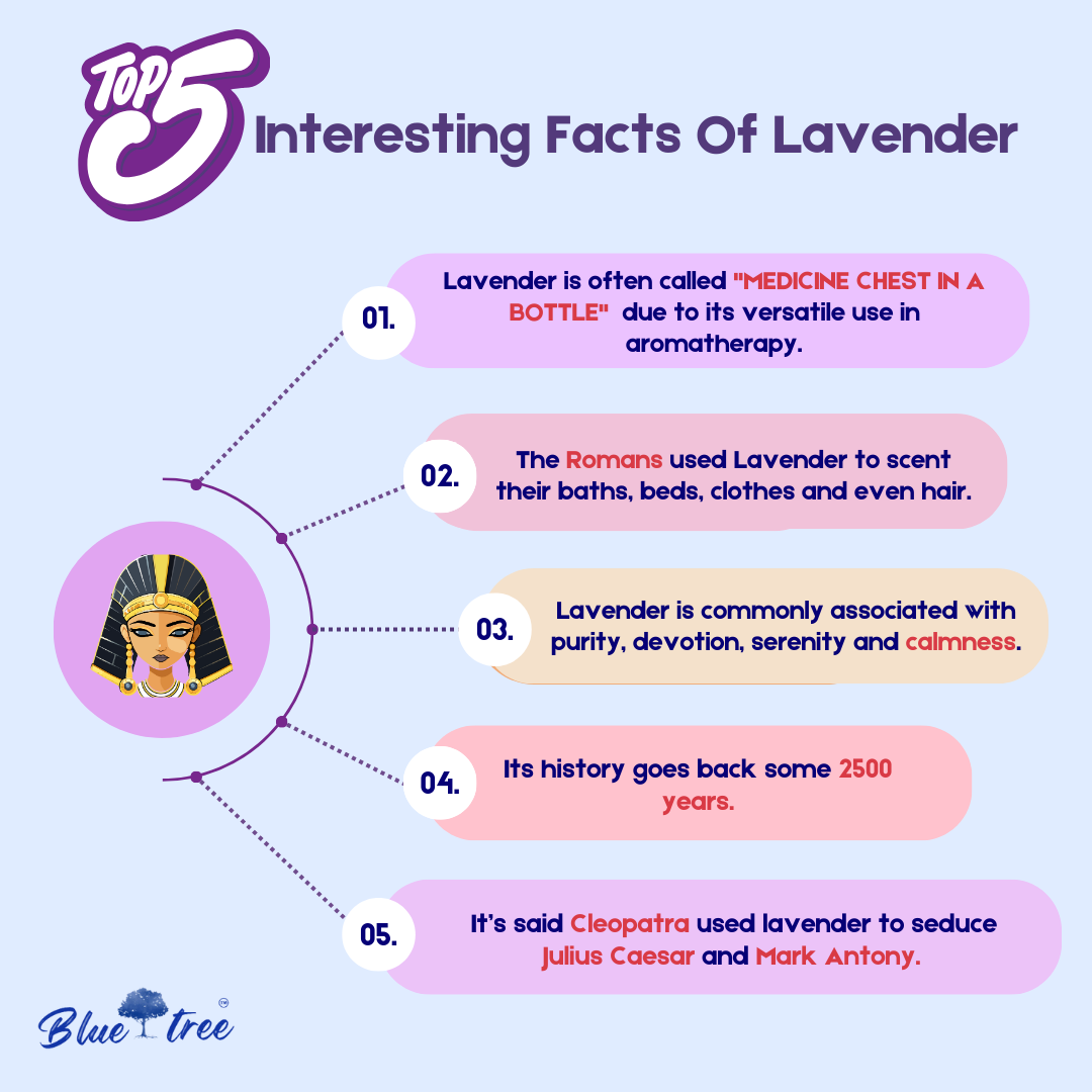 Lavender Kashmir Essential Oil