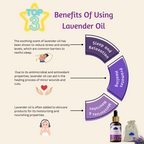 Lavender Kashmir Essential Oil