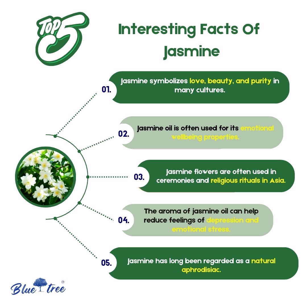 Jasmine Essential Oil