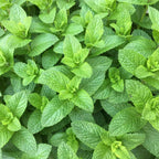 Spearmint Essential Oil